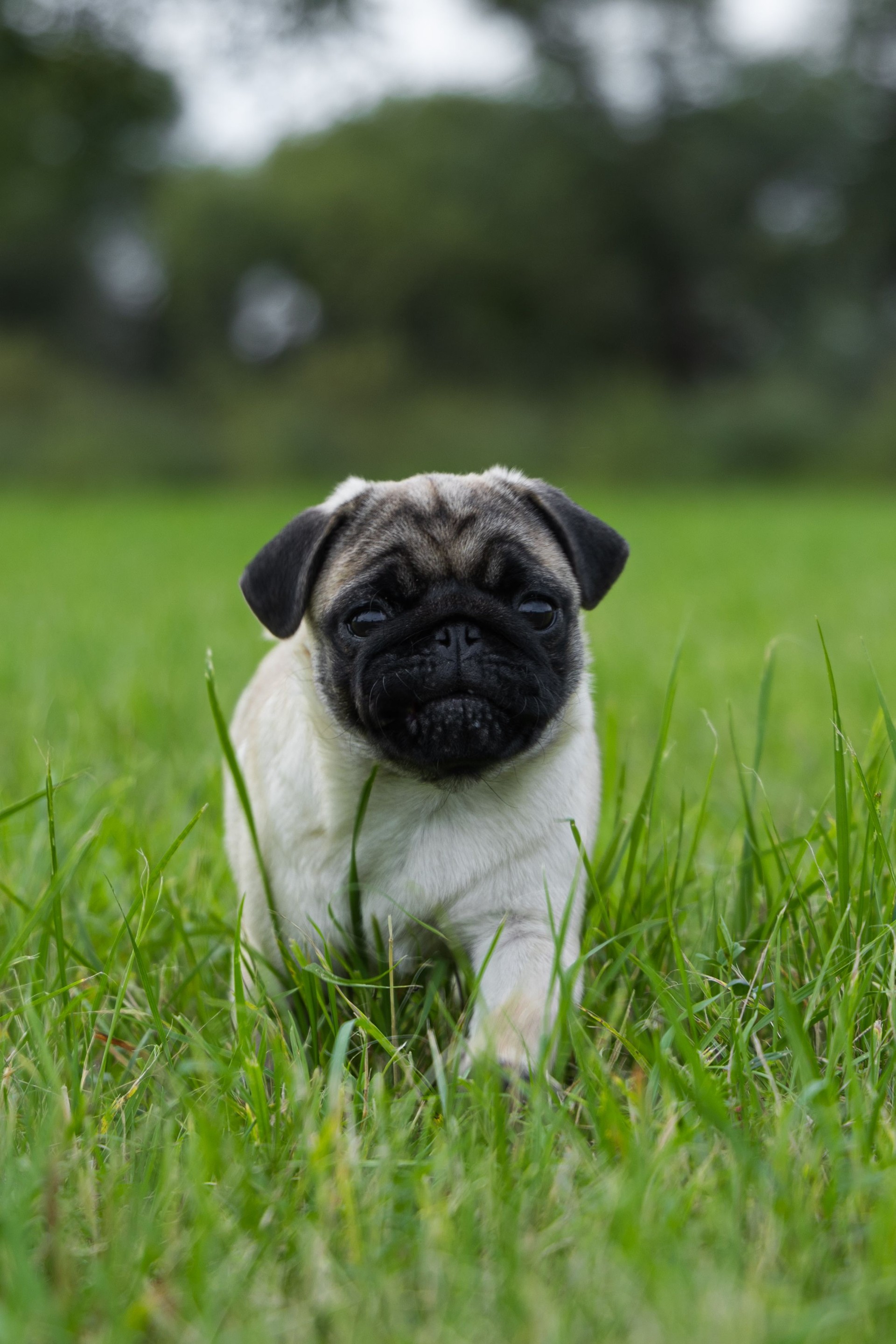 pug puppy playing in the grass on a walk